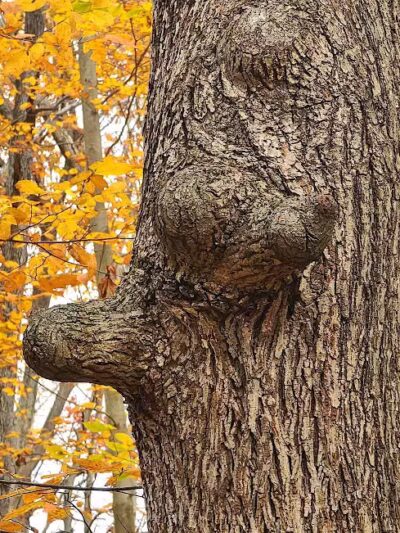 Grace Richardson conservatory area - Fairfield, CT