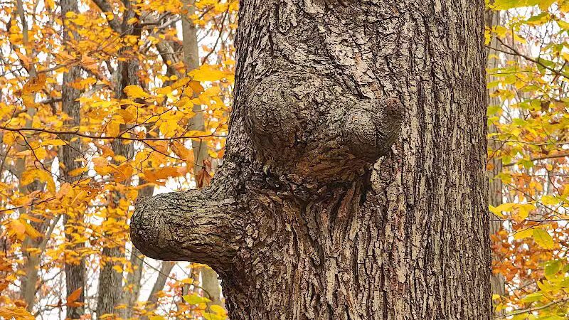 Grace Richardson conservatory area - Fairfield, CT