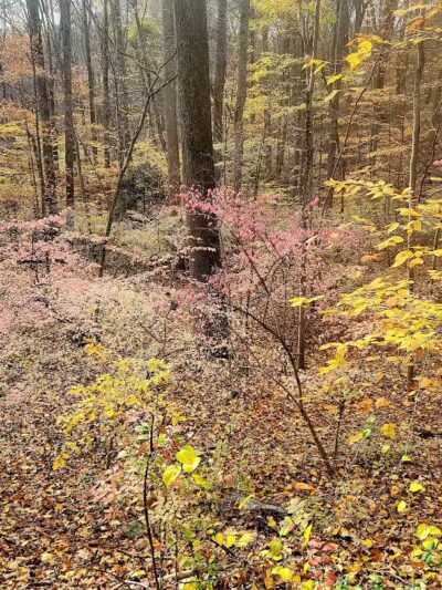 Grace Richardson conservatory area - Fairfield, CT