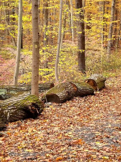 Grace Richardson conservatory area - Fairfield, CT