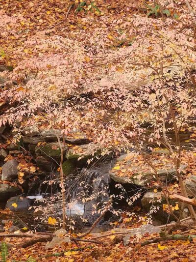 Grace Richardson conservatory area - Fairfield, CT