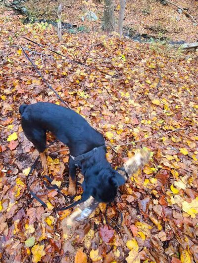 Grace Richardson conservatory area - Fairfield, CT