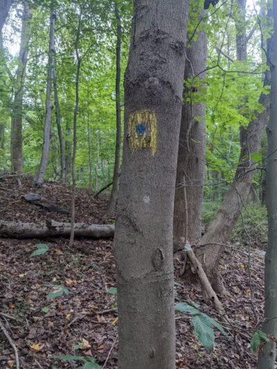 Grace Richardson conservatory area - Fairfield, CT