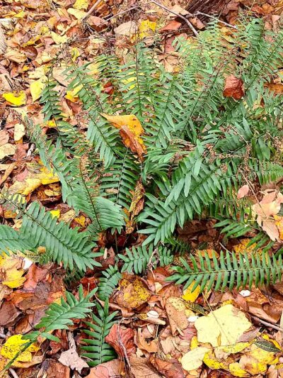 Grace Richardson conservatory area - Fairfield, CT