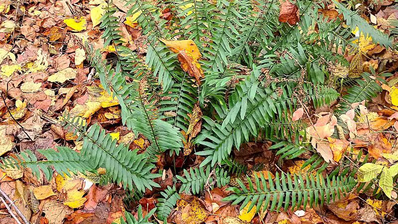 Grace Richardson conservatory area - Fairfield, CT