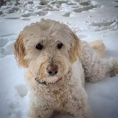 I Sit. I Stay. Dog Walking and Pet Sitting - Fairfield, CT