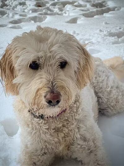 I Sit. I Stay. Dog Walking and Pet Sitting - Fairfield, CT