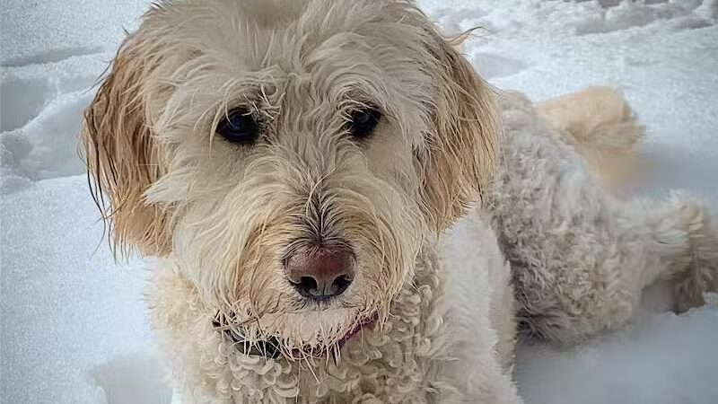 I Sit. I Stay. Dog Walking and Pet Sitting - Fairfield, CT