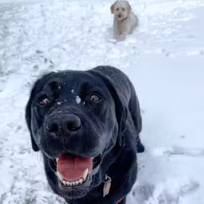 I Sit. I Stay. Dog Walking and Pet Sitting - Fairfield, CT