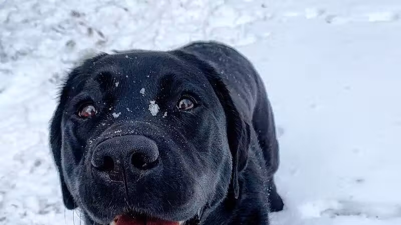 I Sit. I Stay. Dog Walking and Pet Sitting - Fairfield, CT