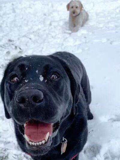 I Sit. I Stay. Dog Walking and Pet Sitting - Fairfield, CT