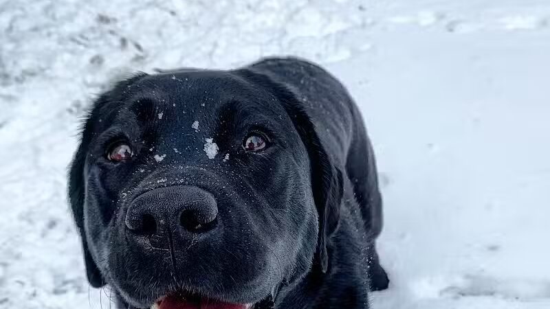 I Sit. I Stay. Dog Walking and Pet Sitting - Fairfield, CT