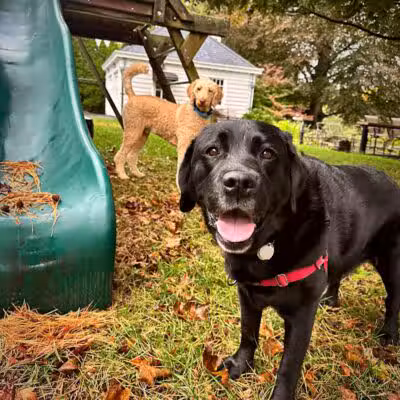 I Sit. I Stay. Dog Walking and Pet Sitting - Fairfield, CT