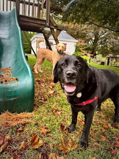 I Sit. I Stay. Dog Walking and Pet Sitting - Fairfield, CT