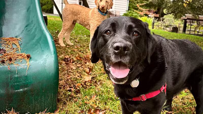 I Sit. I Stay. Dog Walking and Pet Sitting - Fairfield, CT