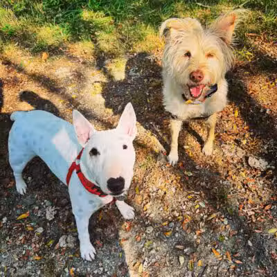 I Sit. I Stay. Dog Walking and Pet Sitting - Fairfield, CT