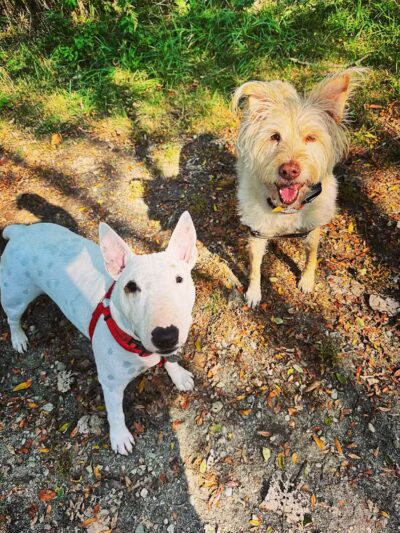 I Sit. I Stay. Dog Walking and Pet Sitting - Fairfield, CT