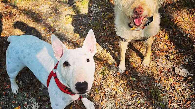 I Sit. I Stay. Dog Walking and Pet Sitting - Fairfield, CT