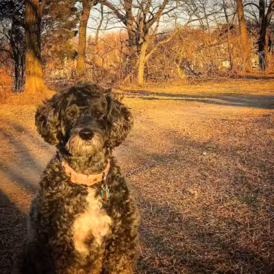 I Sit. I Stay. Dog Walking and Pet Sitting - Fairfield, CT