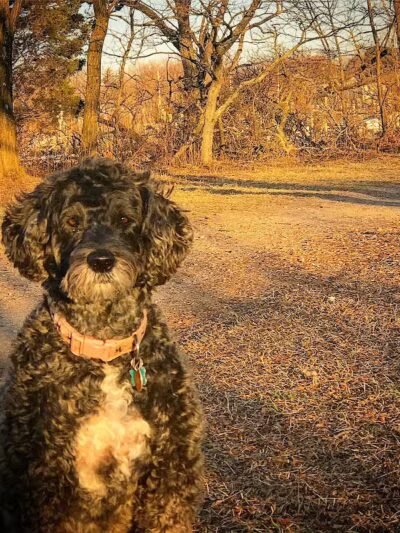 I Sit. I Stay. Dog Walking and Pet Sitting - Fairfield, CT