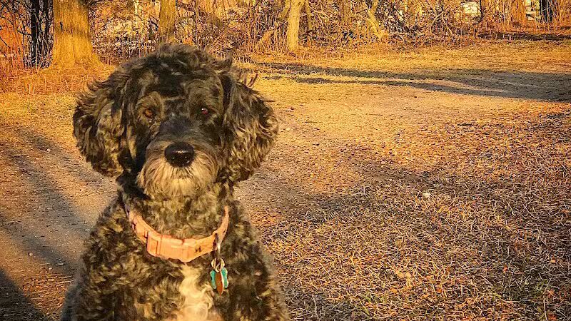 I Sit. I Stay. Dog Walking and Pet Sitting - Fairfield, CT