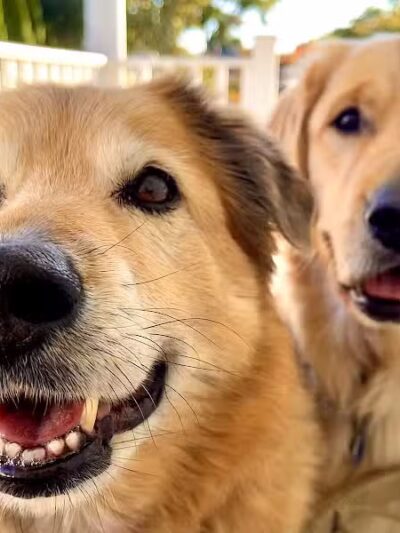 I Sit. I Stay. Dog Walking and Pet Sitting - Fairfield, CT