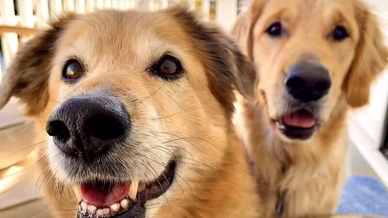 I Sit. I Stay. Dog Walking and Pet Sitting - Fairfield, CT