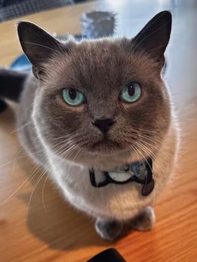 I Sit. I Stay. Dog Walking and Pet Sitting - Fairfield, CT