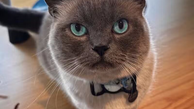 I Sit. I Stay. Dog Walking and Pet Sitting - Fairfield, CT