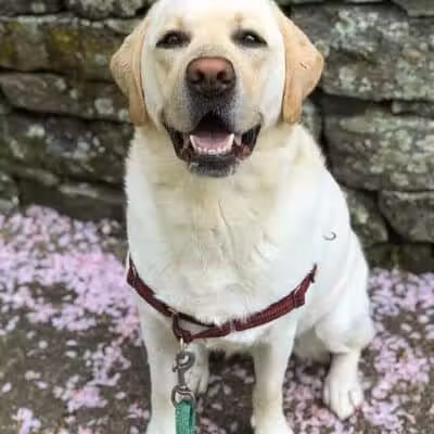 I Sit. I Stay. Dog Walking and Pet Sitting - Fairfield, CT