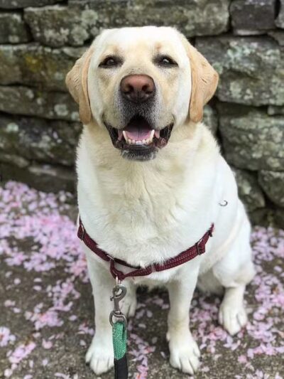 I Sit. I Stay. Dog Walking and Pet Sitting - Fairfield, CT