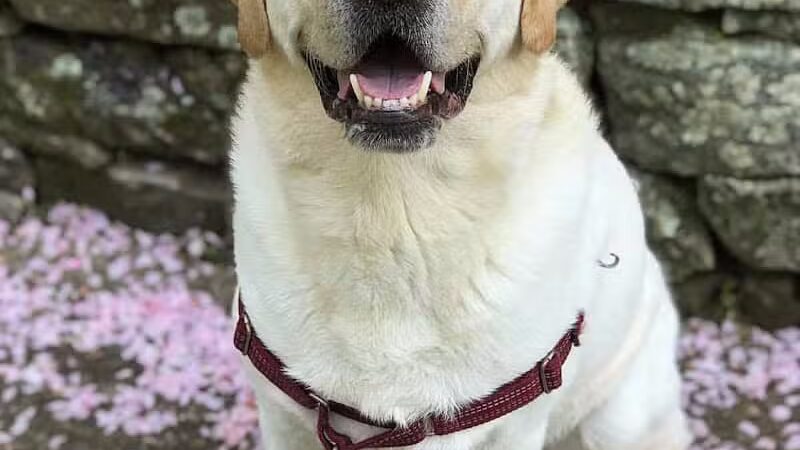 I Sit. I Stay. Dog Walking and Pet Sitting - Fairfield, CT