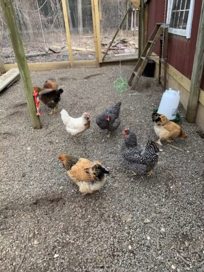 I Sit. I Stay. Dog Walking and Pet Sitting - Fairfield, CT