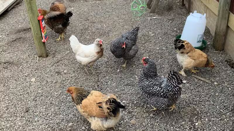 I Sit. I Stay. Dog Walking and Pet Sitting - Fairfield, CT