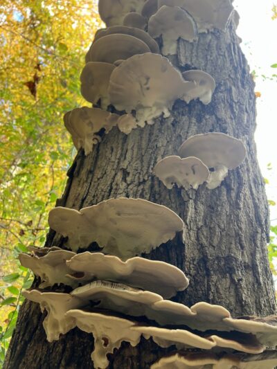 Lake Mohegan Splash Pad - Fairfield, CT