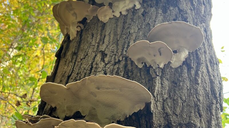 Lake Mohegan Splash Pad - Fairfield, CT