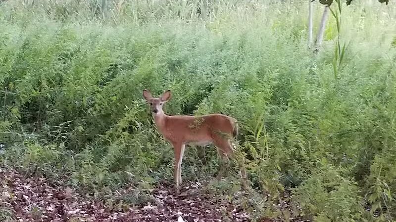 Veterans Park - Fairfield, CT