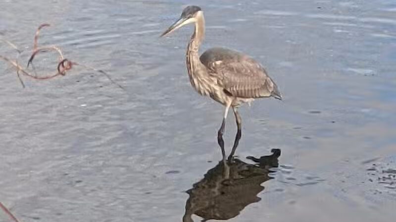 Ash Creek/Riverside Drive Open Space - Fairfield, CT