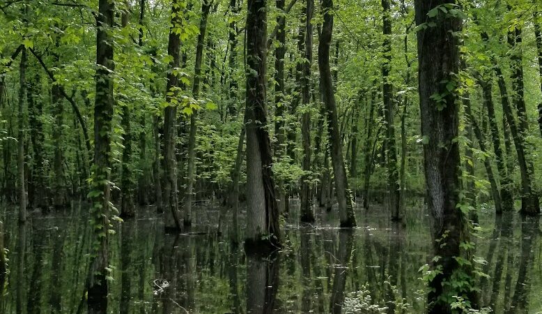 Great Piece Meadows - Fairfield, NJ