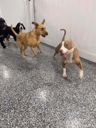 Hounds Town Fairfield - Fairfield, NJ