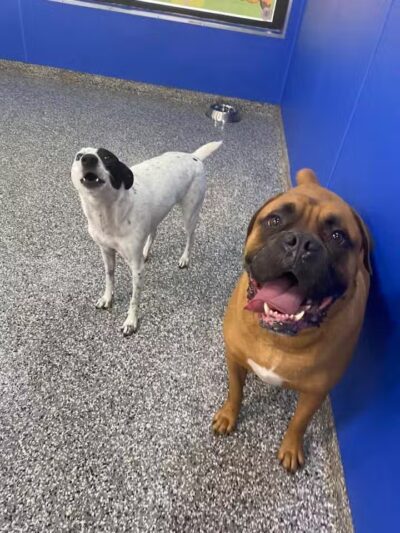 Hounds Town Fairfield - Fairfield, NJ