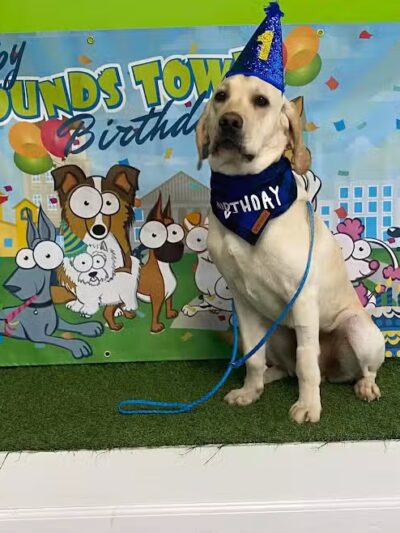 Hounds Town Fairfield - Fairfield, NJ