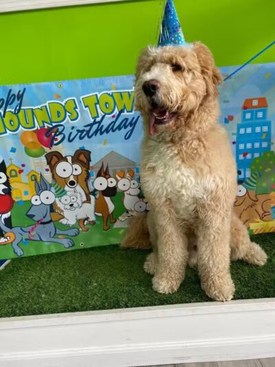 Hounds Town Fairfield - Fairfield, NJ