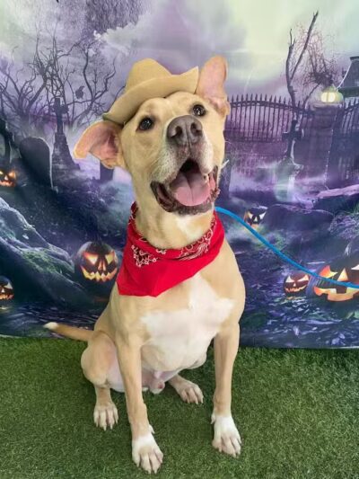 Hounds Town Fairfield - Fairfield, NJ