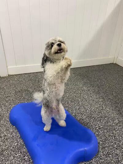 Hounds Town Fairfield - Fairfield, NJ