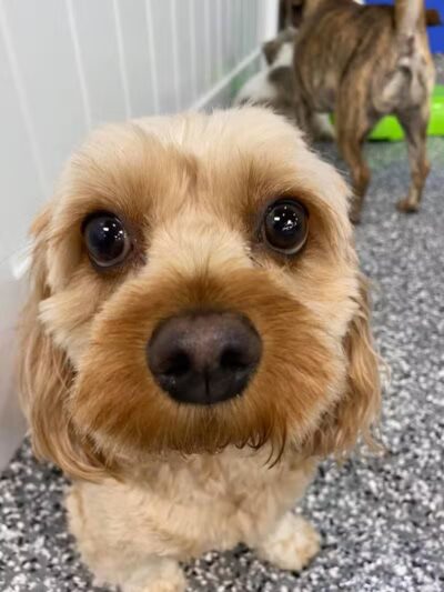 Hounds Town Fairfield - Fairfield, NJ