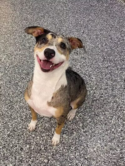 Hounds Town Fairfield - Fairfield, NJ