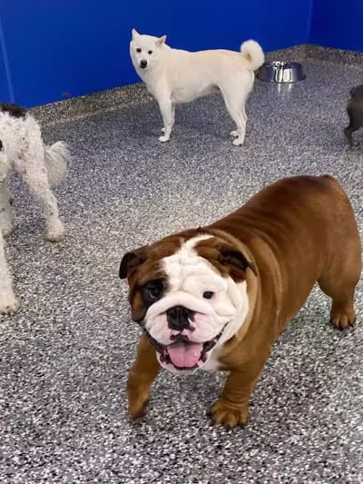 Hounds Town Fairfield - Fairfield, NJ