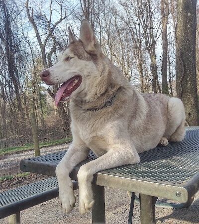 FIDO's Backyard - Fairmont, WV