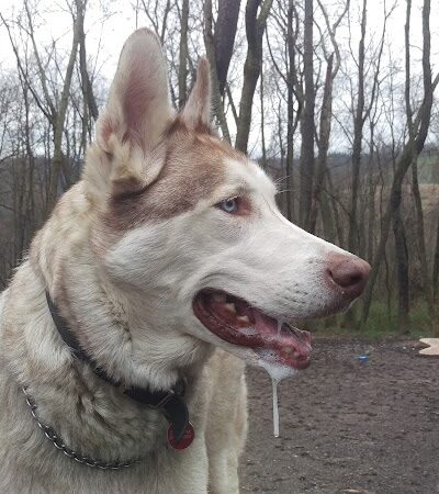 FIDO's Backyard - Fairmont, WV